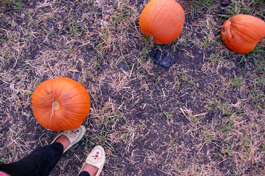 pumpkin patch 2011