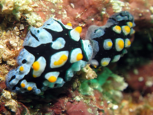 ソライロイボウミウシ (Phyllidia coelestis)