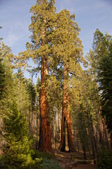 2011-10-15 10-23 Sierra Nevada 112 Yosemite National Park, Mariposa Grove of Giant Sequoias