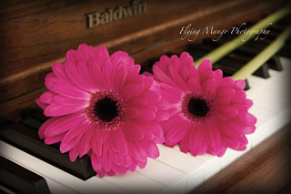 Flower on Piano