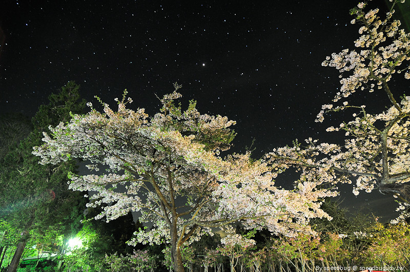 阿里山櫻花季3