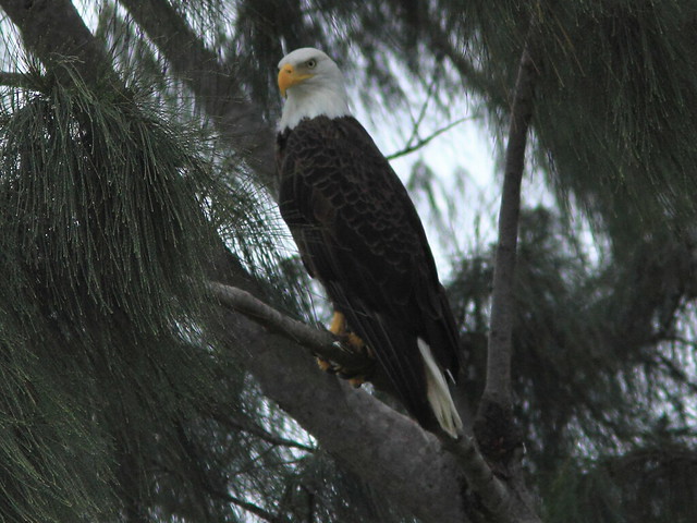 Bald Eagle roosting 2-20111016
