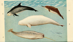 Anglų lietuvių žodynas. Žodis grampus reiškia n  zool. šiaurės delfinas 2 šnarpšlys, šnerkšlys lietuviškai.