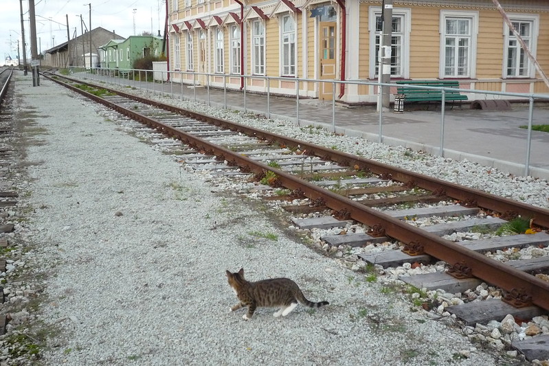 Cat crossing railway<br/>© <a href="https://flickr.com/people/63031095@N04" target="_blank" rel="nofollow">63031095@N04</a> (<a href="https://flickr.com/photo.gne?id=6276235719" target="_blank" rel="nofollow">Flickr</a>)