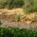 flash flood (16) • <a style="font-size:0.8em;" href="http://www.flickr.com/photos/68573239@N08/6277554279/" target="_blank">View on Flickr</a>