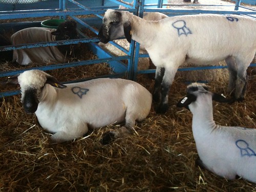 blue ribbon sheeps!