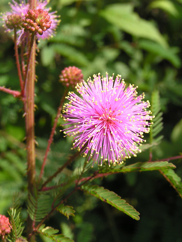 Sensitive Briar, Littleleaf Sensitive-briar - Mimosa microphylla