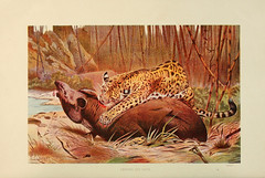 Anglų lietuvių žodynas. Žodis tapirus terrestris reiškia <li>Tapirus terrestris</li> lietuviškai.