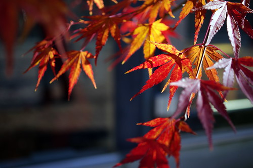紅葉