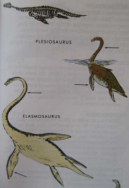 Peterson First Guides: Dinosaurs p. 95