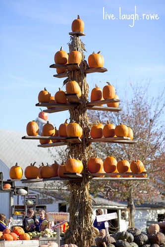 pumpkin tree