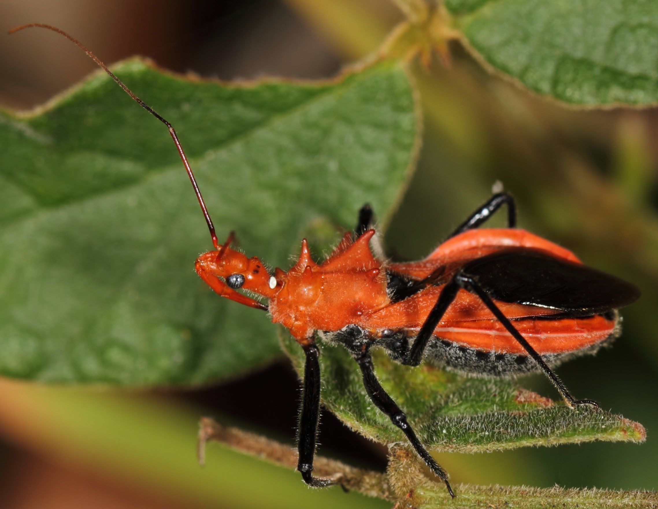 Assassin Bug 8 Large Orange Assassin Bug Flickr Photo Sharing 0265