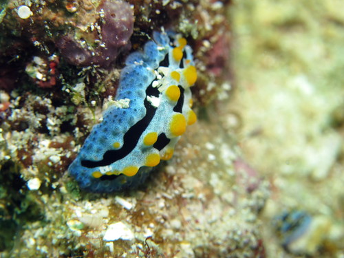 ソライロイボウミウシ (Phyllidia coelestis)