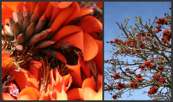 coral-tree
