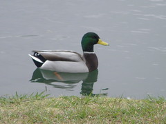 Mallard at Glendover Pond