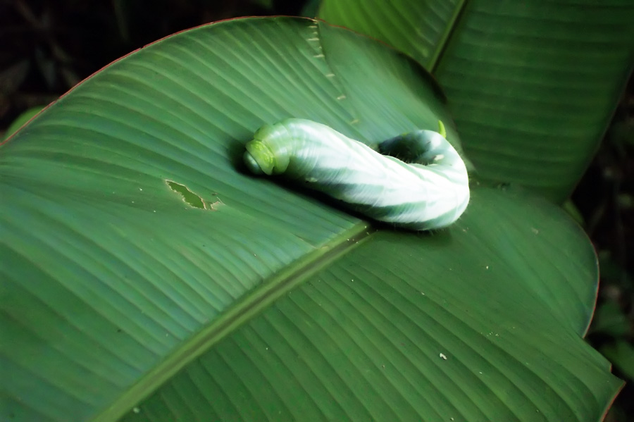 Огромная гусеница бражника в Сельве Амазонки