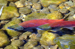 2011-10-15 10-23 Sierra Nevada 563 South Lake Tahoe, Taylor Creek