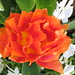 Regents Park Flower • <a style="font-size:0.8em;" href="http://www.flickr.com/photos/26088968@N02/6223016303/" target="_blank">View on Flickr</a>
