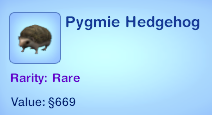 Pygmie Hedgehog