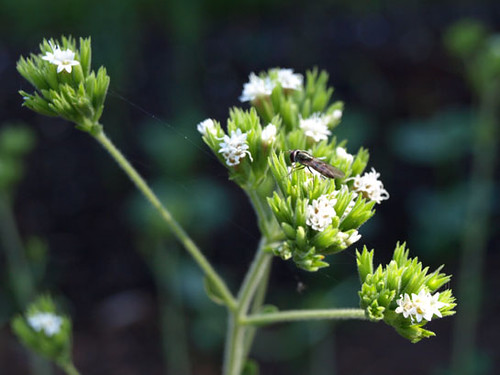 Stevia Flowers