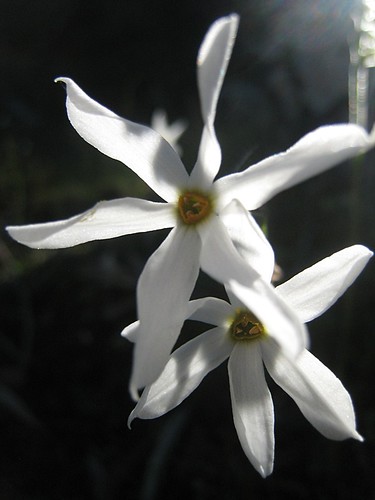 Fall daffodil - Narcissus serotinus
