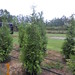 Green Giant Arborvitae #15