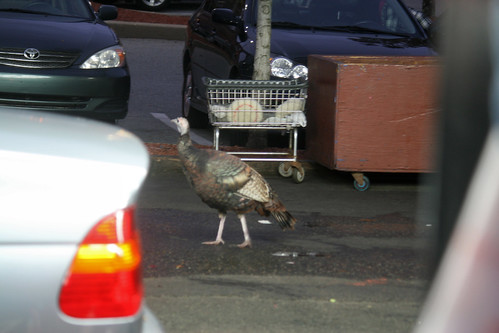 wild turkey at Belmont Car Wash