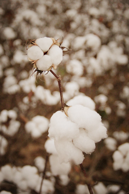 cotton bolls on a plant