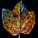 Autumn Leaf Sill Life