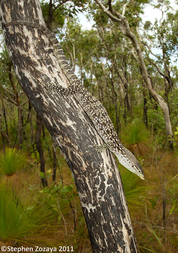 Varanus scalaris (Banded tree monitor) (Varanus timorensis scalaris)