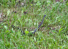 Tacco Cott - garder snake 1 • <a style="font-size:0.8em;" href="http://www.flickr.com/photos/30765416@N06/5909858661/" target="_blank">View on Flickr</a>