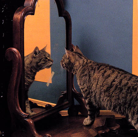 Pepper gazing into the mirror before a self-portrait