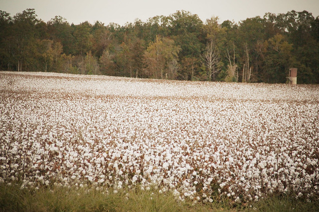 in them old cotton fields back home