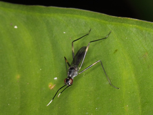 stilt-legged fly from a W-Javan lowland by gbohne, on Flickr