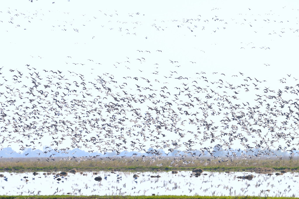 Snow Geese in flight near Liano Seco wil by lamsongf, on Flickr