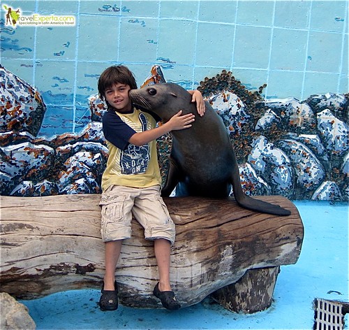 sea lion love in national aquarium in havana cuba