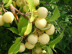 G.30 Tree with Fruit