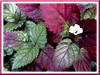 Hemigraphis alternata (Red Flame Ivy, Red Ivy, Cemetary Plant, Metal-leaf, Purple Waffle Plant)