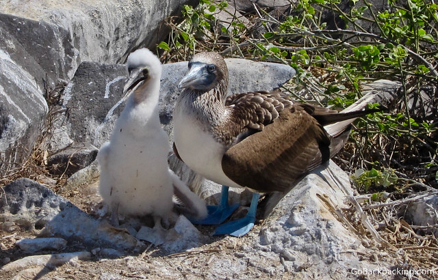 Adolescent Blue Footed Boobie