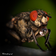 another angle of that flesh-fly
