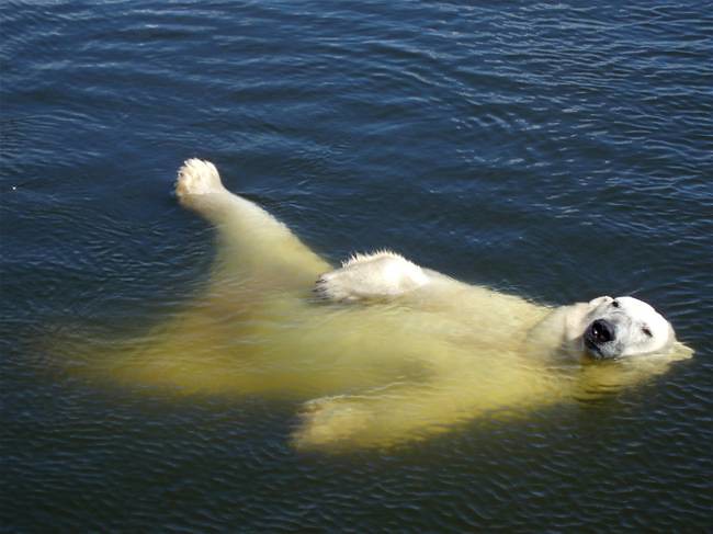 scandinavian-wildlife-park-polar-bear-19441-m.jpg