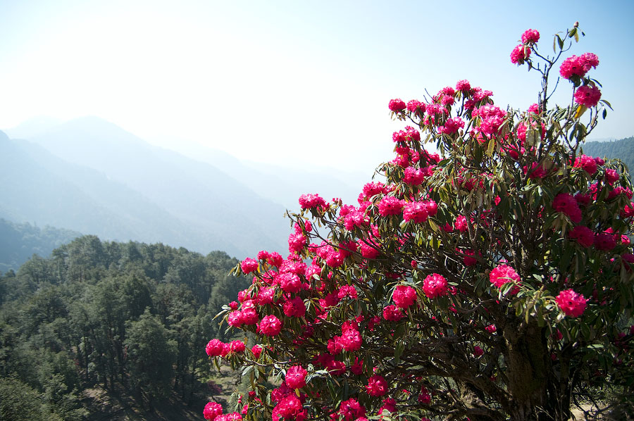 Цветущие рододендроны в Гималаях