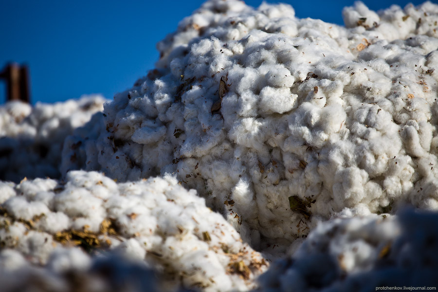 Как собирают хлопок в Узбекистане Cotton harvesting