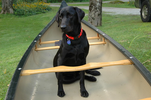 8 Tips to Canoe Training your Dog on OrvisNews.com