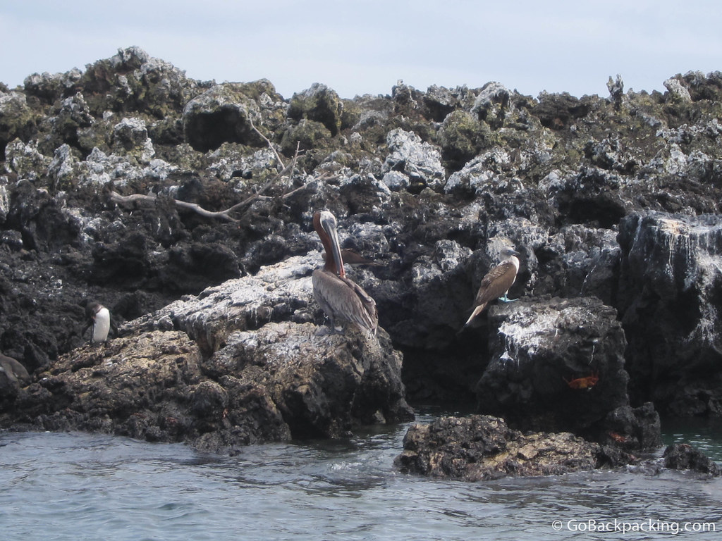 Birds of the Galapagos Islands