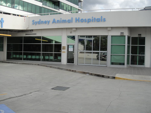 Flickriver: Most interesting photos from Sydney Animal Hospitals pool