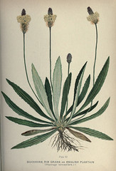Anglų lietuvių žodynas. Žodis plantago lanceolata reiškia <li>plantago lanceolata</li> lietuviškai.