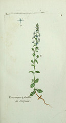 Anglų lietuvių žodynas. Žodis veronica serpyllifolia reiškia veronika serpyllifolia lietuviškai.