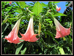 Brugmansia suaveolens (Angel's Trumpet) - a hybrid with coral pink flowers, maybe 'Rhapsody'
