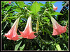 Brugmansia suaveolens (Angel’s Trumpet, Angel-star, Angel’s Tears, Tree Datura, Toa, Maikoa) - hybrid with coral pink flowers